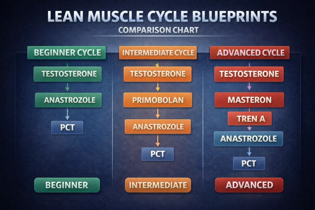 Flow chart comparing three steroid cycle blueprints for lean muscle growth, from beginner to advanced.